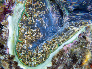 Maxima Tridacna clam amazing patterns and natural design, ultra macro underwater photography