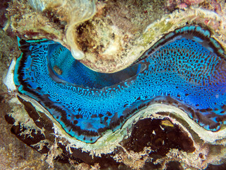 Maxima Tridacna clam amazing patterns and natural design, ultra macro underwater photography