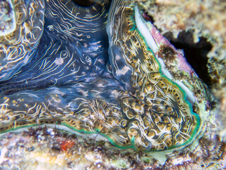 Maxima Tridacna clam amazing patterns and natural design, ultra macro underwater photography