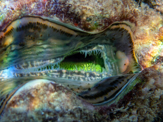 Maxima Tridacna clam amazing patterns and natural design, ultra macro underwater photography