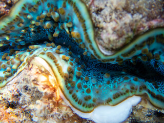Maxima Tridacna clam amazing patterns and natural design, ultra macro underwater photography
