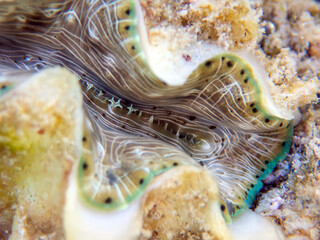 Maxima Tridacna clam amazing patterns and natural design, ultra macro underwater photography