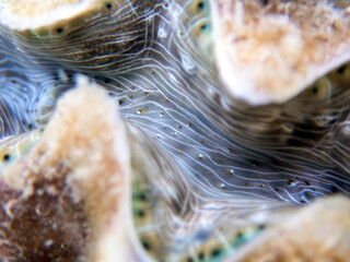Maxima Tridacna clam amazing patterns and natural design, ultra macro underwater photography
