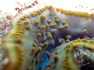 Maxima Tridacna clam amazing patterns and natural design, ultra macro underwater photography