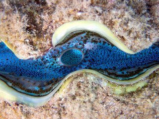 Maxima Tridacna clam amazing patterns and natural design, ultra macro underwater photography