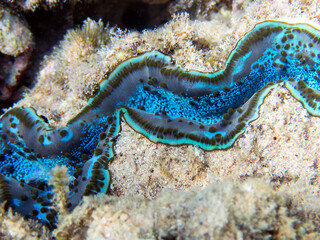 Maxima Tridacna clam amazing patterns and natural design, ultra macro underwater photography