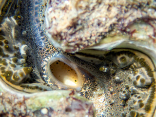 Maxima Tridacna clam amazing patterns and natural design, ultra macro underwater photography