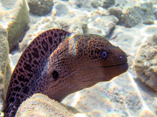 The giant moray eel - (Gymnothorax javanicus)