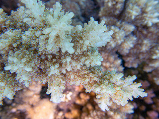 Acropora short polyp stony coral, underwater photo into the Red sea