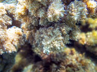 Acropora short polyp stony coral, underwater photo into the Red sea