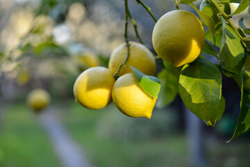 Fresh lemons hanging on branches in the sun