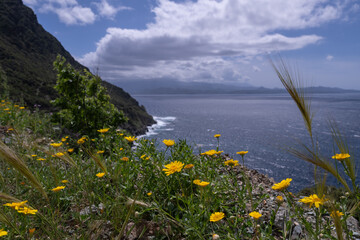 Glebionis segetum in flower, growing on slopes by the sea in Corsica. France
