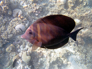 Zebrasoma Veliferum tang fish, underwater scene in to the sea