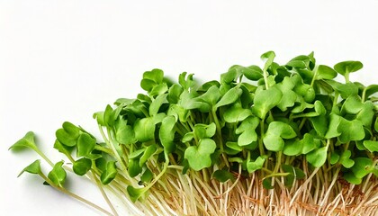 Obraz premium Healthy greens. 