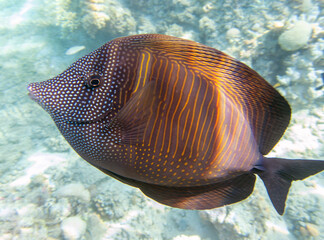 Zebrasoma Veliferum tang fish, underwater scene in to the sea