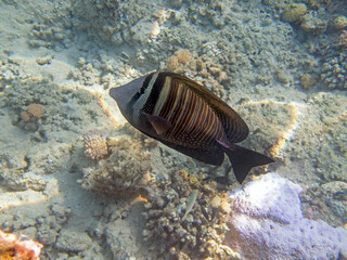 Zebrasoma Veliferum tang fish, underwater scene in to the sea