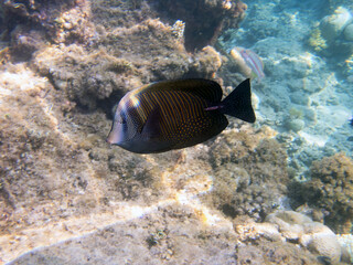 Zebrasoma Veliferum tang fish, underwater scene in to the sea