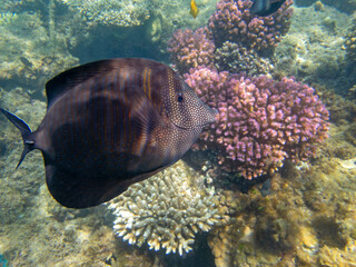 Zebrasoma Veliferum tang fish, underwater scene in to the sea