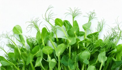 Obraz premium Healthy greens. 