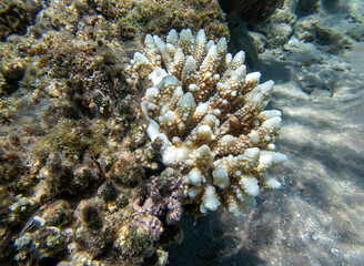 Acropora short polyp stony coral, underwater photo into the Red sea
