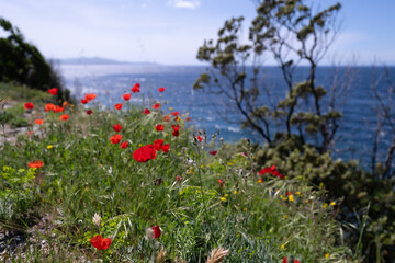 Red poppy flowers in full blossom with the sea in the background, Corsica. France