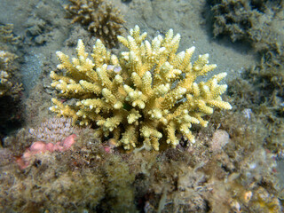 Acropora short polyp stony coral, underwater photo into the Red sea