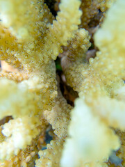 Acropora short polyp stony coral, underwater photo into the Red sea