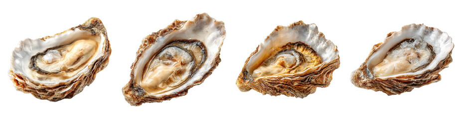 Fresh oyster shell with meat inside isolated on transparency background, natural seafood delicacy