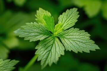 Close-up view of vibrant green leaves with intricate textures. illuminated by soft sunlight. set against a blurred natural background. ideal for nature-themed projects