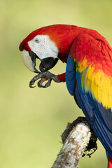 The scarlet macaw (Ara macao) also called the red-and-yellow macaw, red-and-blue macaw or red-breasted macaw