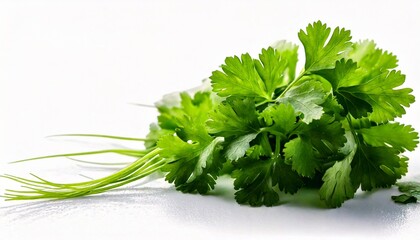 Fototapeta premium bunch of parsley