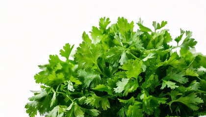 Fototapeta premium bunch of coriander