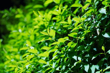 Fototapeta premium Vibrant Green Leaves at Night