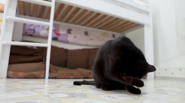 the black cat is sitting on the floor and licking itself
