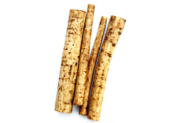Fresh burdock roots or gobo roots