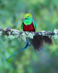 The resplendent quetzal (Pharomachrus mocinno) is a bird found in Central America and southern Mexico that lives in tropical forests