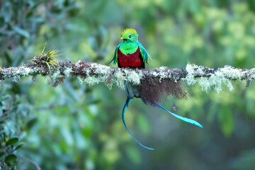 The resplendent quetzal (Pharomachrus mocinno) is a bird found in Central America and southern Mexico that lives in tropical forests
