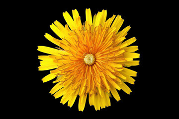 Close up Blooming Dandelion Spring