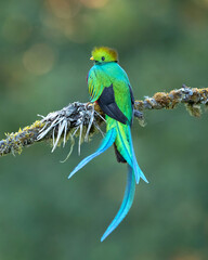 The resplendent quetzal (Pharomachrus mocinno) is a bird found in Central America and southern Mexico that lives in tropical forests