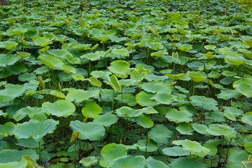 Green leaves of lotus plant