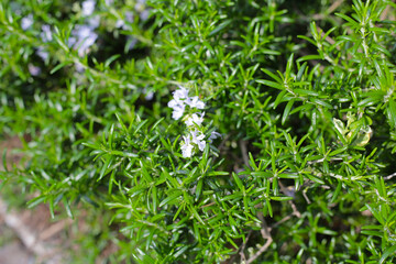 Rosemary herb with white flower