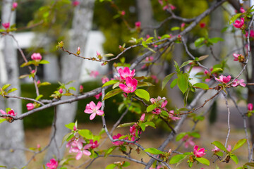 Blooming Japanese quince flower