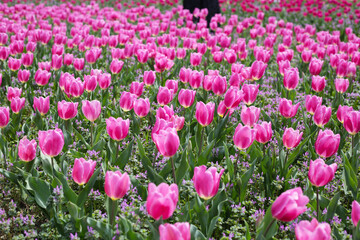 Fototapeta premium Beautiful tulip flower garden. The Expo 70 Commemorative Park, Osaka, Japan