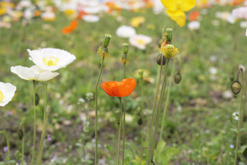 Beautiful poppy flower garden. The Expo 70 Commemorative Park, Osaka, Japan
