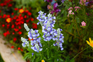 A variety of flowers in a vibrant and colorful flower garden in full bloom at a park in Japan