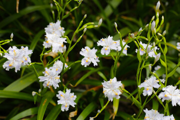 Beautiful Iris japonica flower in Japan park
