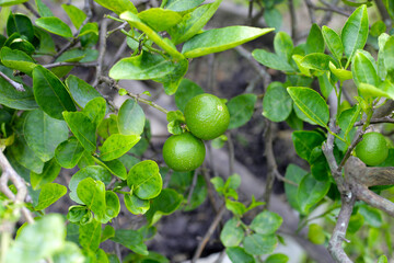 Fresh lime fruits on tree