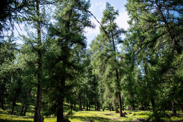 Natural outdoor scenery with pine trees