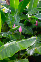 Bossom of bronze banana (Musa laterita)