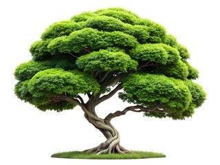 tree isolated on white background